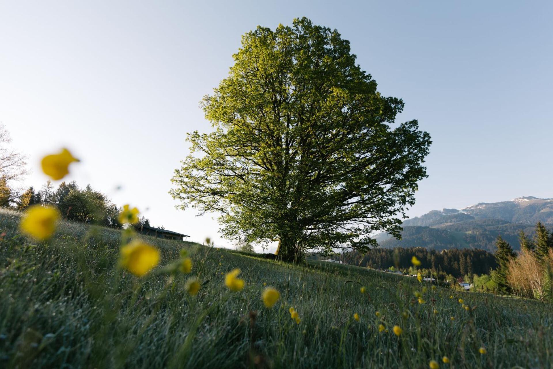 Dorfresort Kitzbuehel By Alps Resorts Reith bei Kitzbuehel Luaran gambar